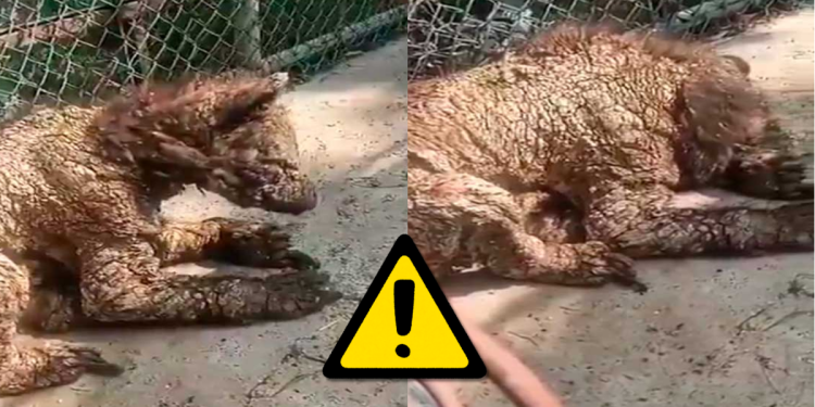 Osa En Mal Estado, La Pastora, Gobierno Estatal, Profepa, Nuevo León - Enbroncados