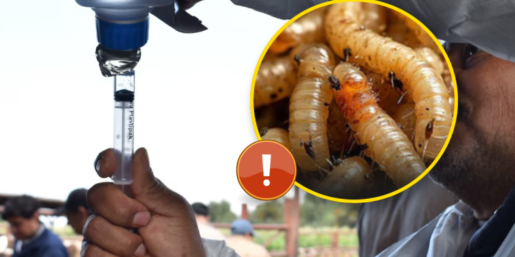 Gusano Barrenador - Enbroncados