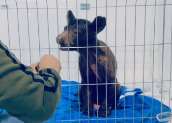 Mina Muestra En 2 Meses Mejoras Que En La Pastora No Mostró En Toda Su Estancia - Enbroncados - Enbroncados