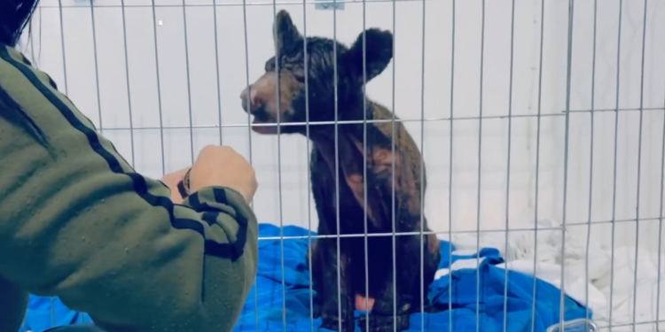 Mina Muestra En 2 Meses Mejoras Que En La Pastora No Mostró En Toda Su Estancia - Enbroncados - Enbroncados