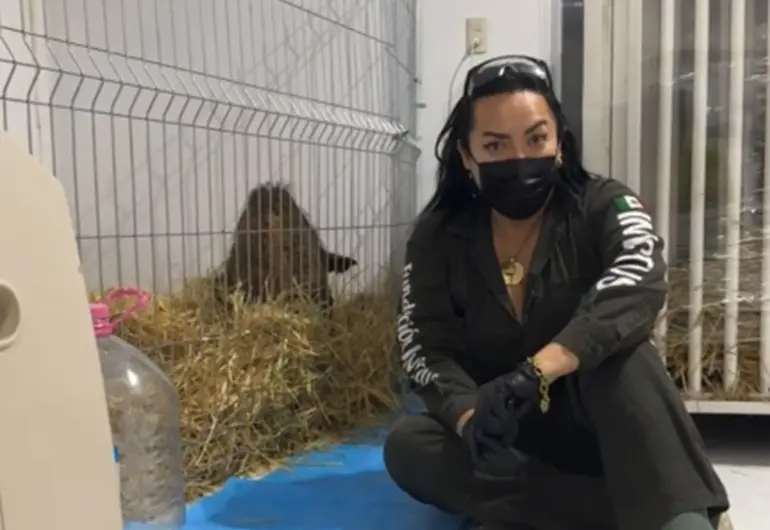 Mejoría De Osa Mina Tras Su Rescate Hace Quedar Mal a La Pastora