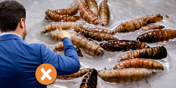 Detectan Nuevo Caso De Gusano Barrenador En Nuevo León Enbroncados - Enbroncados