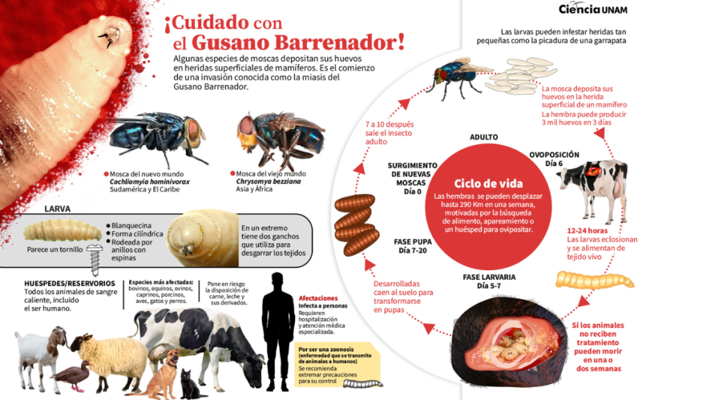Crisis-ganadera-gusano-barrenador-gobierno-estatal