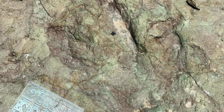 Huellas Fósiles En Puebla - Enbroncados