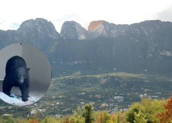 Sierra Madre - Enbroncados