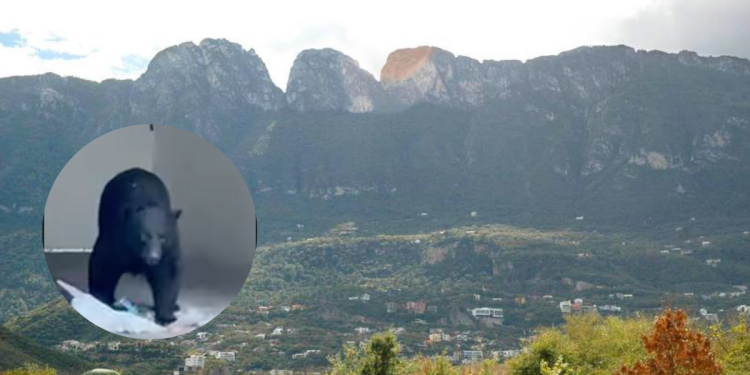 Sierra Madre - Enbroncados Sierra Madre - Enbroncados