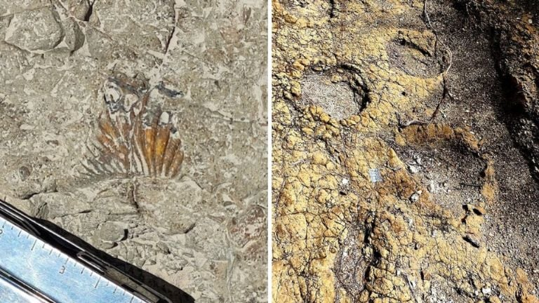 Dinosaurios-en-puebla-tehuacán-fósiles-inah