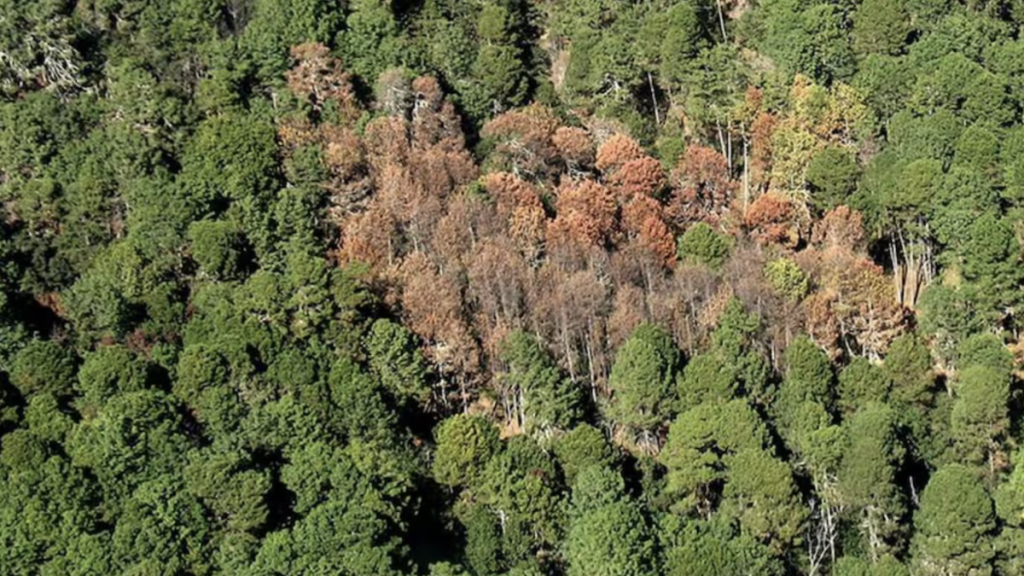 Imagen - 2026-01-06t164840318 - Enbroncados Oaxaca-plagas-forestales-insectos