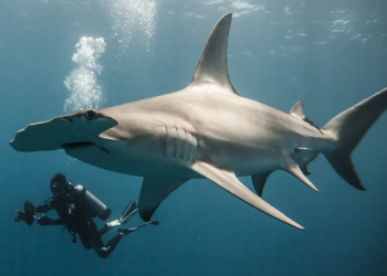 Gerardo-del-villar-tiburones-fotografía - Enbroncados Gerardo-del-villar-tiburones-fotografía - Enbroncados