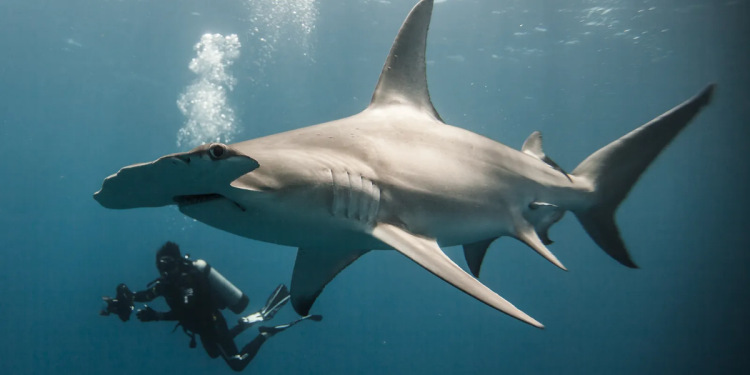 Gerardo-del-villar-tiburones-fotografía - Enbroncados