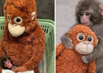 Macaco-punch-zoológico-santuario-animal - Enbroncados