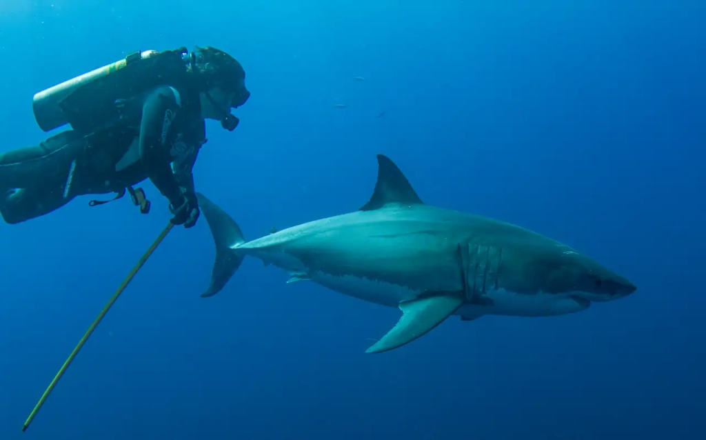 Gerardo-del-villar-tiburones-fotografía