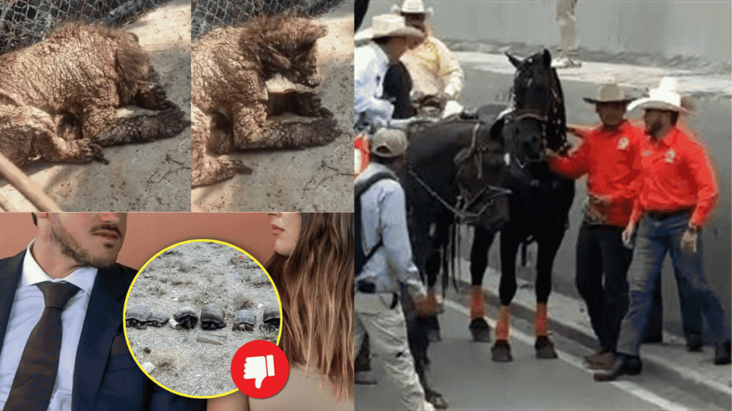 Maltrato Animal En Evento Del Gobierno De Nuevo León - Enbroncados