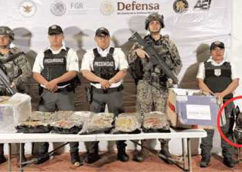 Decomisan Droga En Paquetería De Escobedo - Enbroncados - Enbroncados