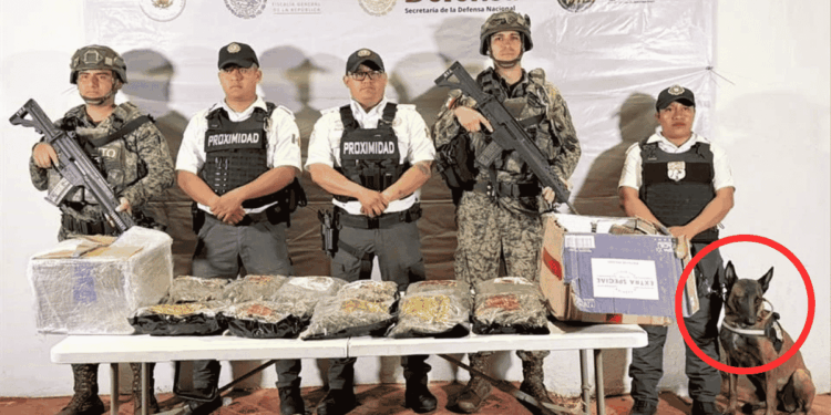 Decomisan Droga En Paquetería De Escobedo - Enbroncados - Enbroncados