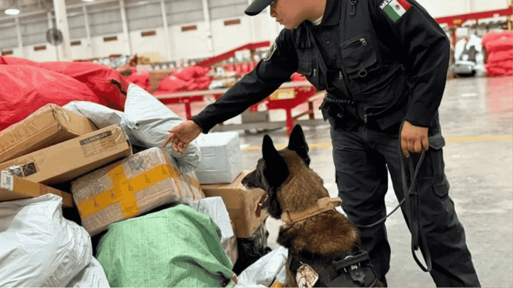 Decomisan Droga En Paquetería De Escobedo - Enbroncados - Enbroncados