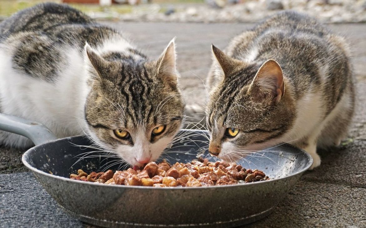 Mueren mascotas en San Nicolás por alimento envenenado