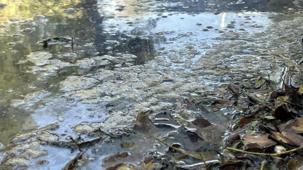 Descarga De Aguas Negras En La Chueca Genera Alarma Ambiental. - Enbroncados